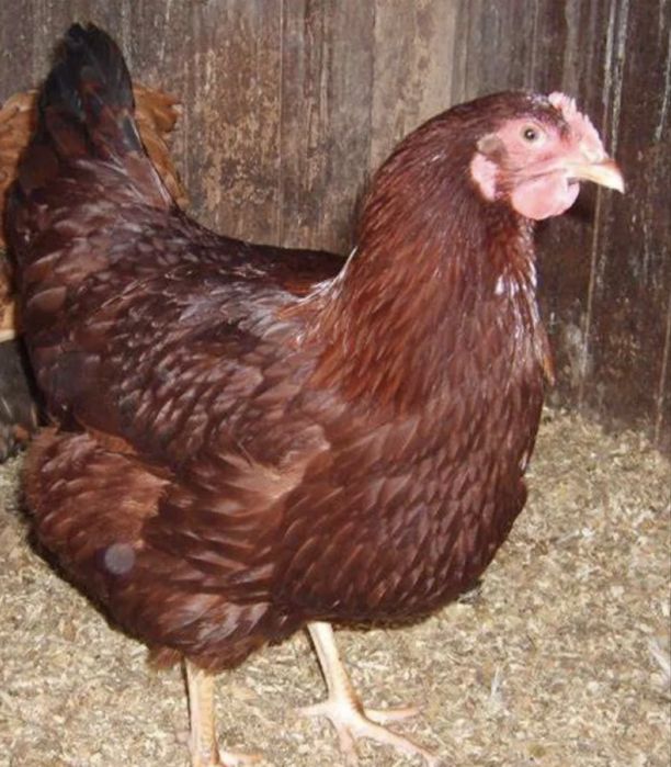 Ovos Férteis para Incubação – Rhode Island Red