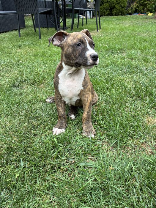 Piesek rasy American Bully