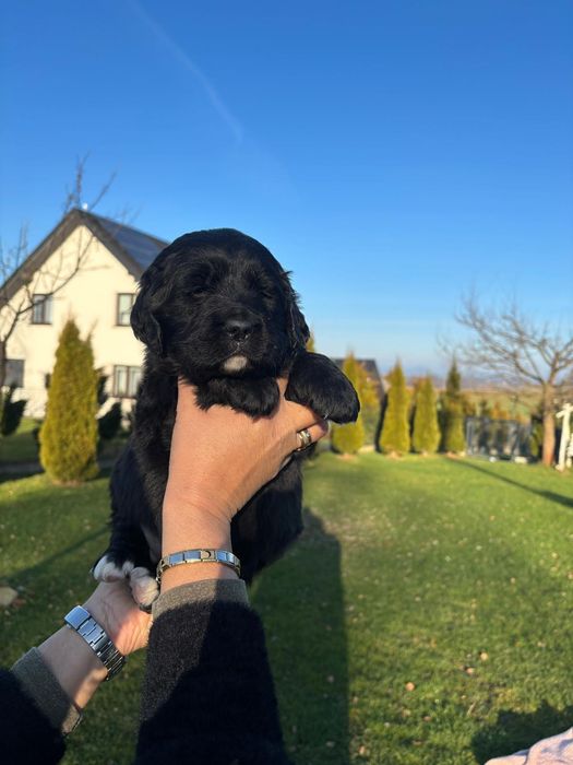 Golden Mountain Dog !Golden retiever+Berneński Pies Pasterski