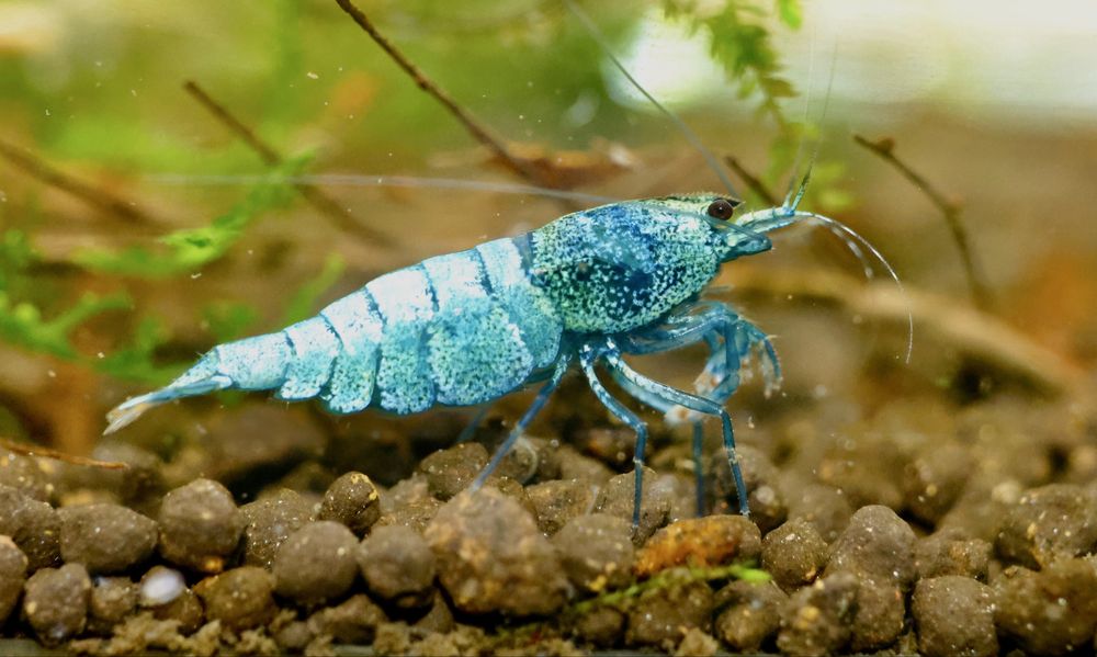 Caridina “Blue Bolt”