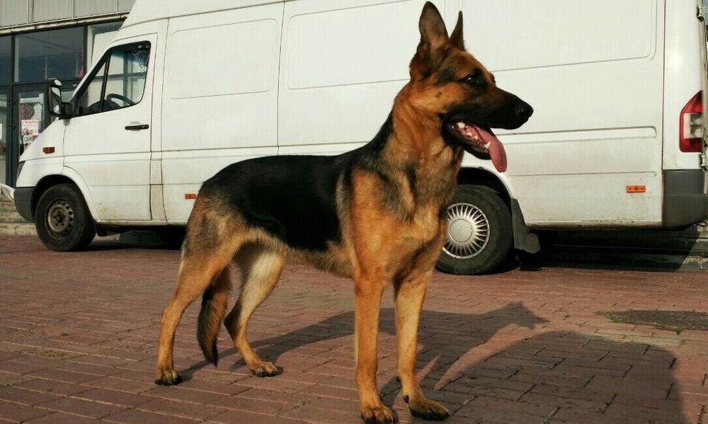 Немецкая овчарка