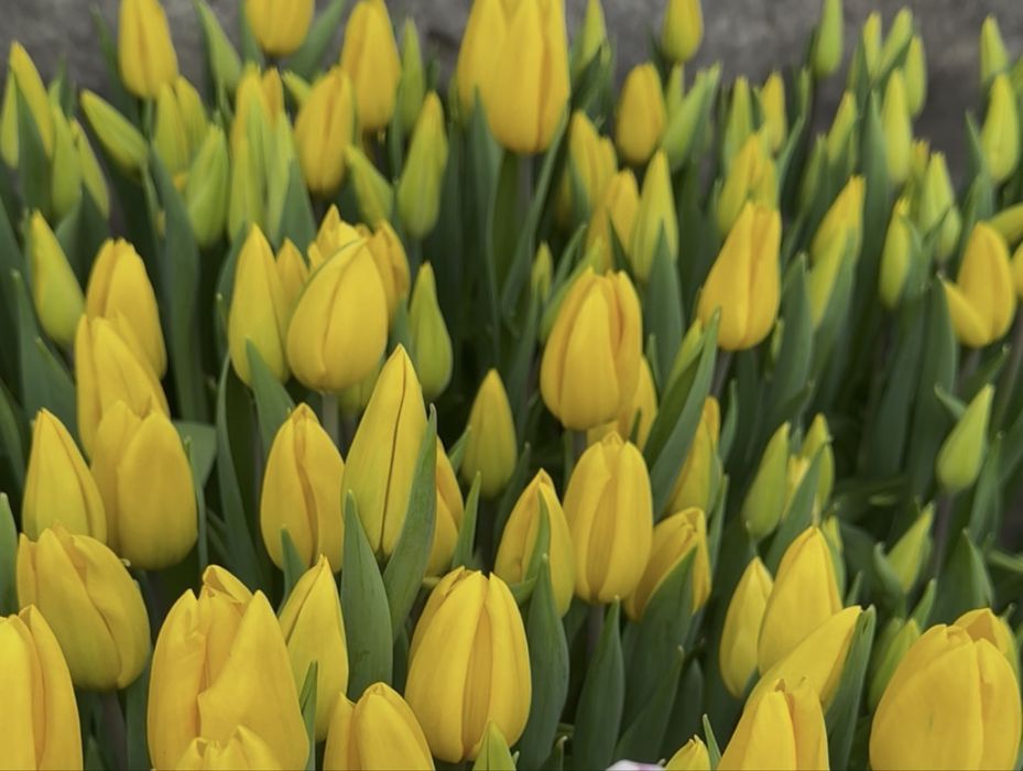 Продам цибулини тюльпанів