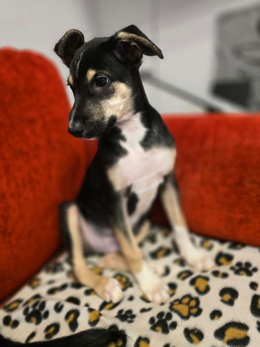 Kochane, tulaśne szczeniaki szukają domków