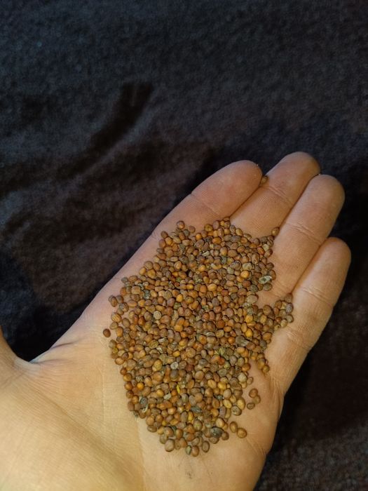 Rzodkiew oleista karma dla ptaków