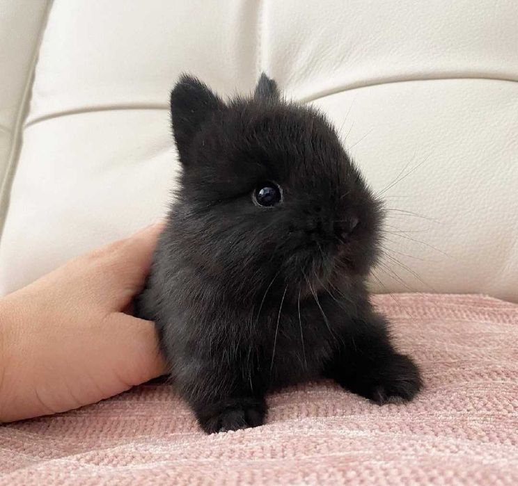 KIT Coelhos anões mini holandês e minitoy lindíssimos