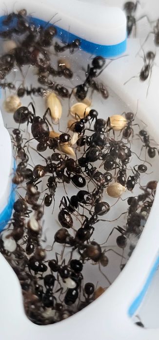 Formigueiro Didático MIRMEX – Kit Completo Médio Vermelho