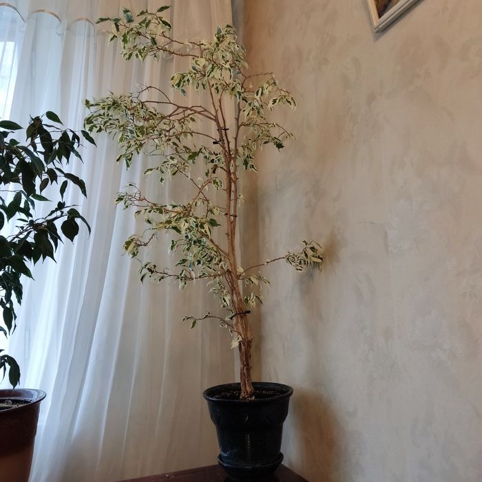 Фікуси бенджаміна