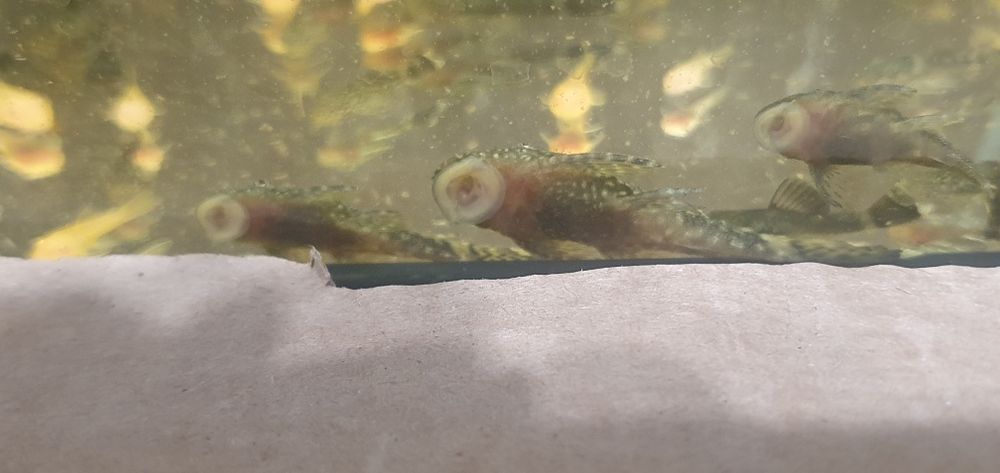 Zbrojnik (L144) Ancistrus Glonojad