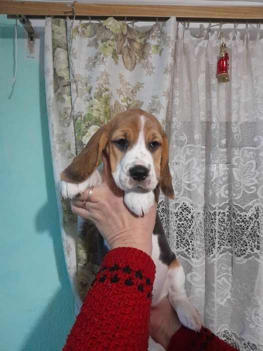 В продаже девчонки