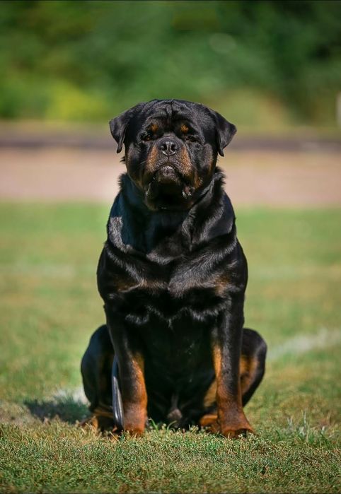 Ротвейлерята, хлопчики КСУ.