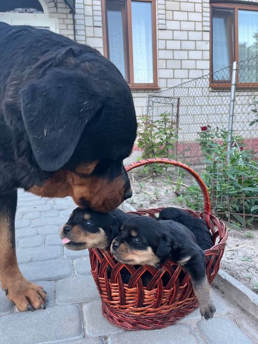 Цуценята ротвейлер