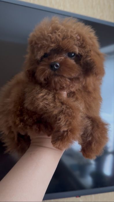 Китайская девочка