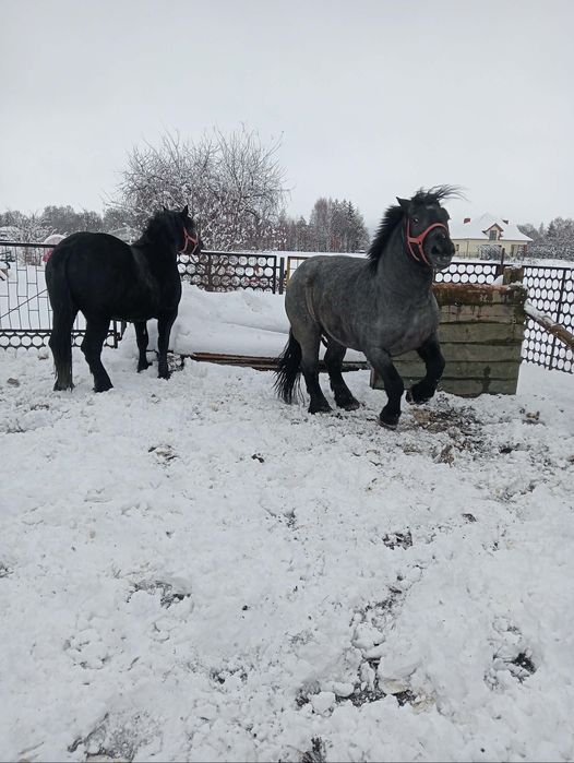 Sprzedam klacz 2.5roku