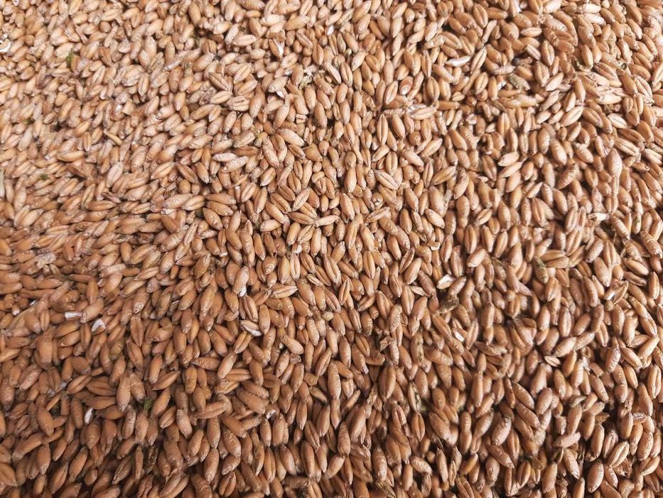 Pszenżyto ozime czyste grube