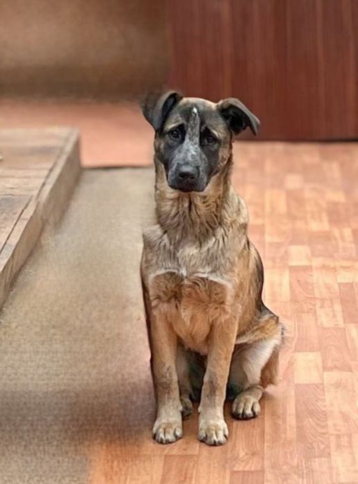 Отдам даром в добрые руки собаку метис овчарки