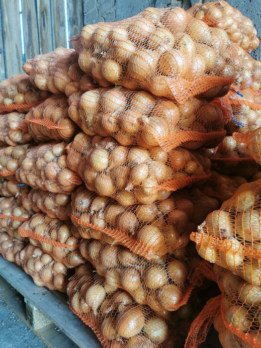 Cebula z własnej uprawy