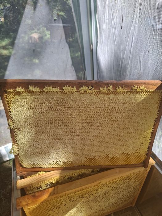 Продам бджолопакети/бджолосім'ї на українську рамку