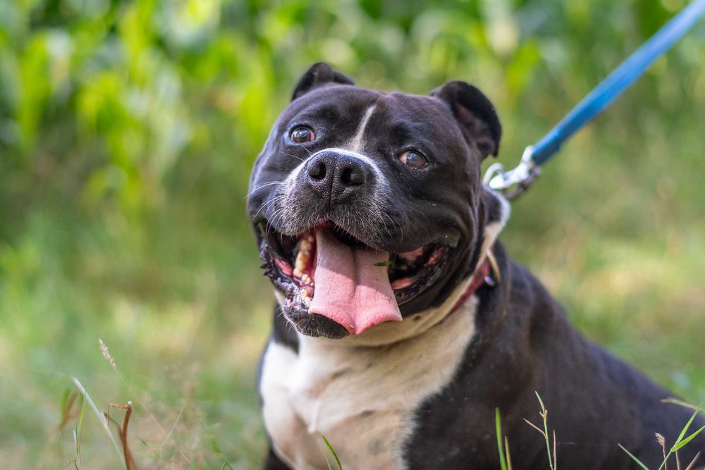 Bono szuka domu i swojego człowieka