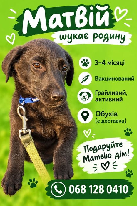 Песик Матвій шукає люблячу родину