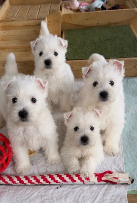 West Highland White Terrier ZKwP - szczeniak piesek Perfect Pride