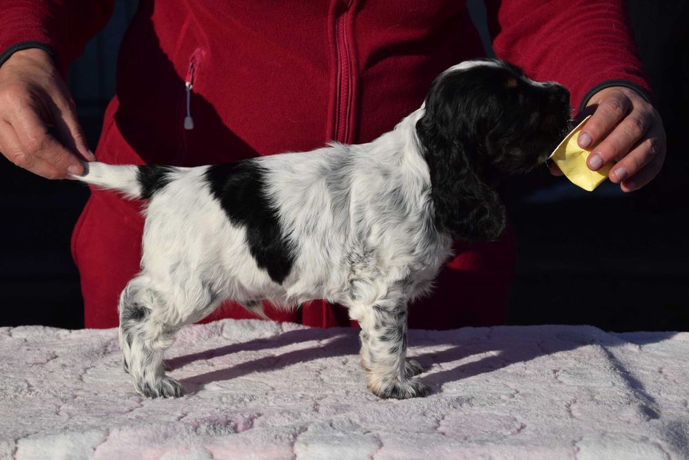 Cocker Spaniel Angielski - Chłopak BonBon ZKwP