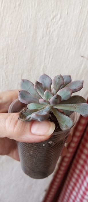 Суккуленты, ехеверии, крассулы