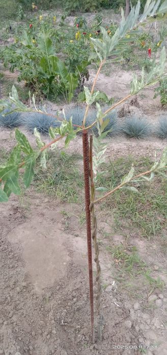 Японская ива Хакуро Нишики, кучерявая Матсудана.