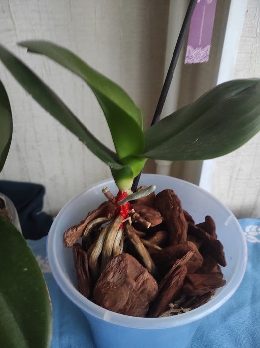 Орхидеи отцветашки сортовые