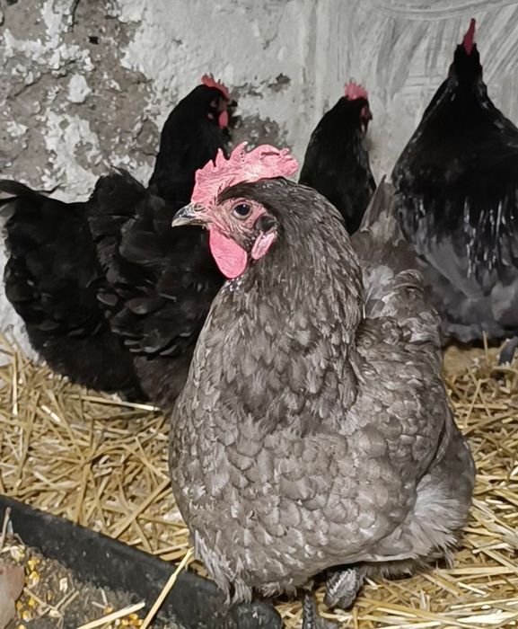 Яйця для інкубації курей м'ясо яєчних порід