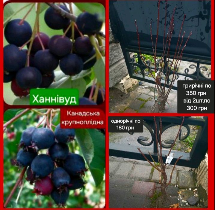 Брусниця( клюква,ірга, лохина, жимолость,горобина)