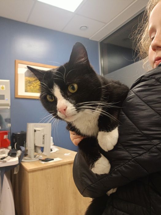 Paczusia - roczna kotka do adopcji !