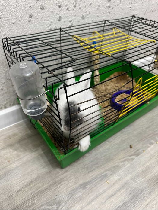 Продам декоративного кролика