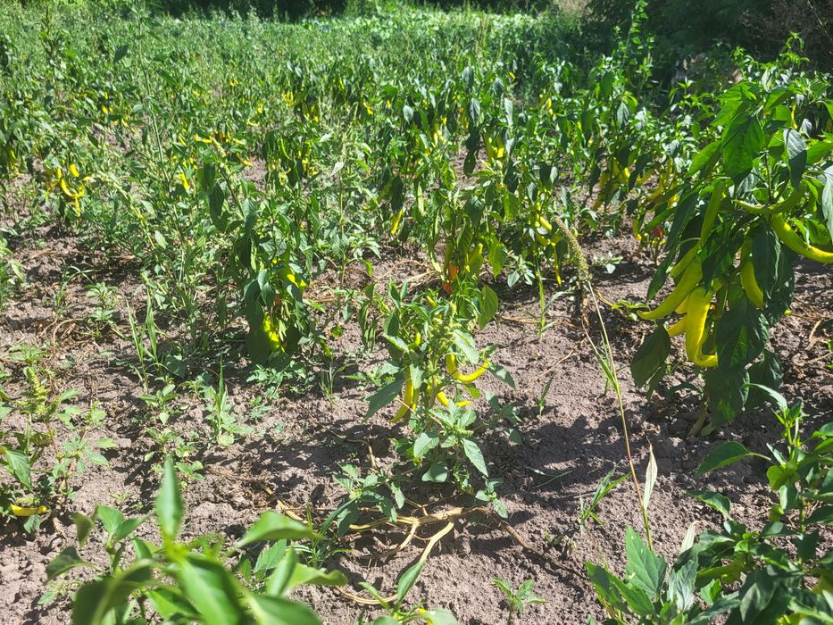 Перець гострий маринований