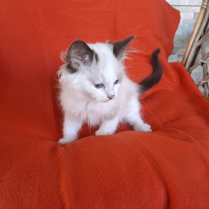 Ragdoll kotka rodowód +wyprawka