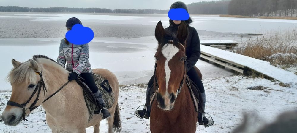 Sprzedam klacz śląską