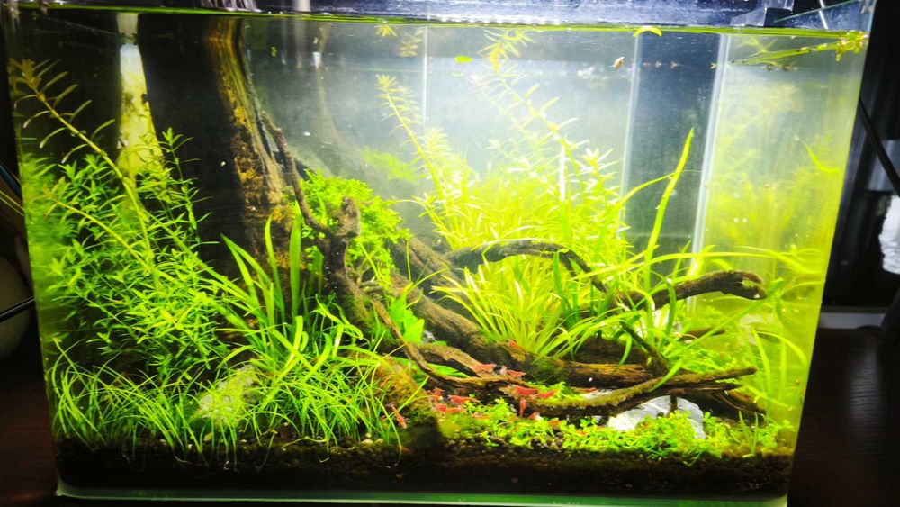 Aquário 35x20x23 com tronco e luz