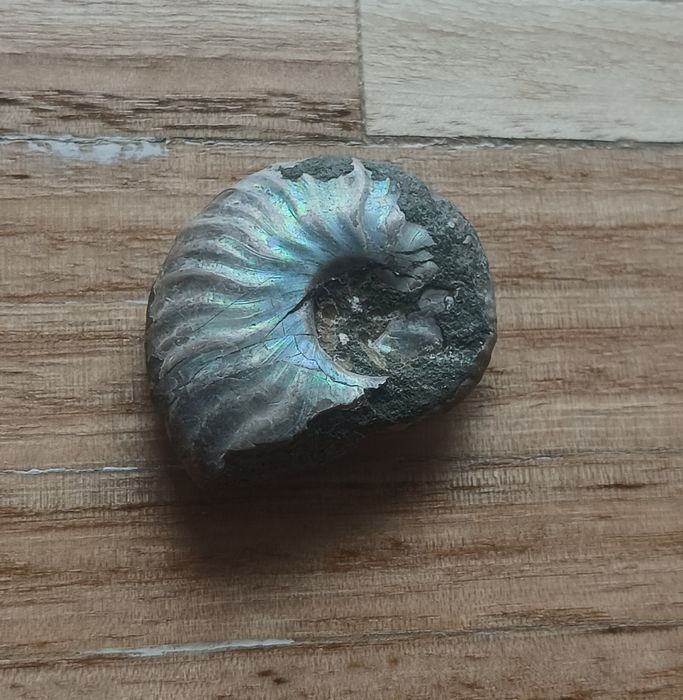 Fóssil Amonite Verdadeiro