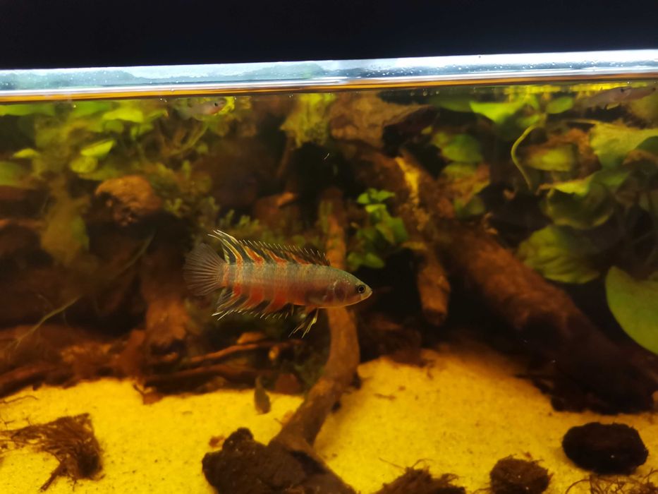 Buszowiec ansorga Microctenopoma ansorgii