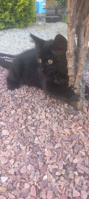 Отдам котят в хорошие руки.