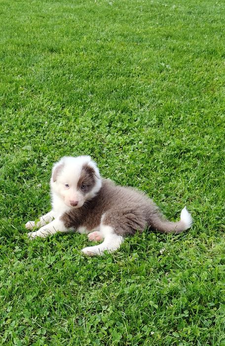 Border Collie piesek
