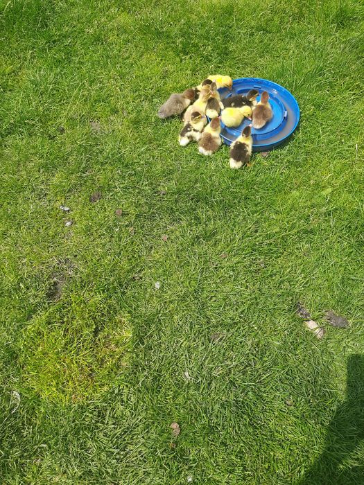 Мускусні каченята,шипуни