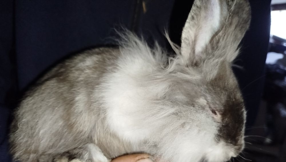 Miniatury króliczków Angora, Karzełek Tedy