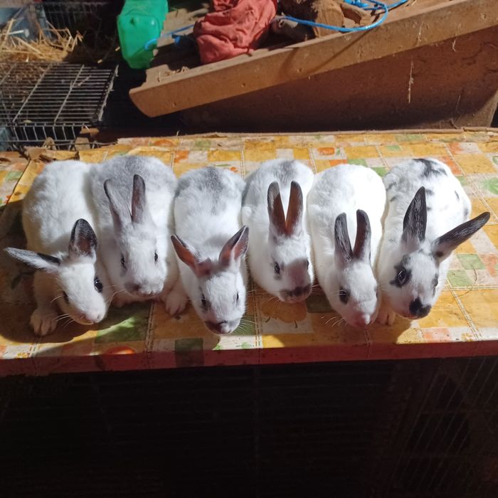 Coelhos  anões muito bonitos