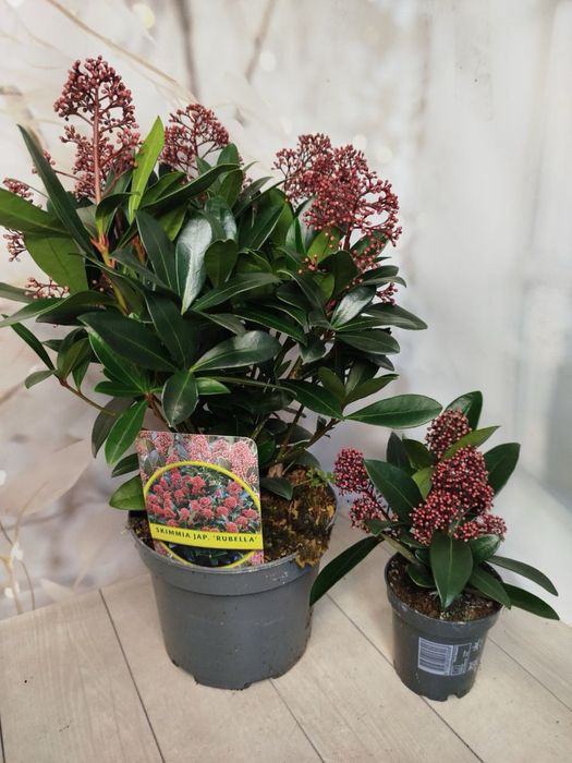 Скімія.Хризантема.Мускарі.Крокуси.Гіпеаструм.