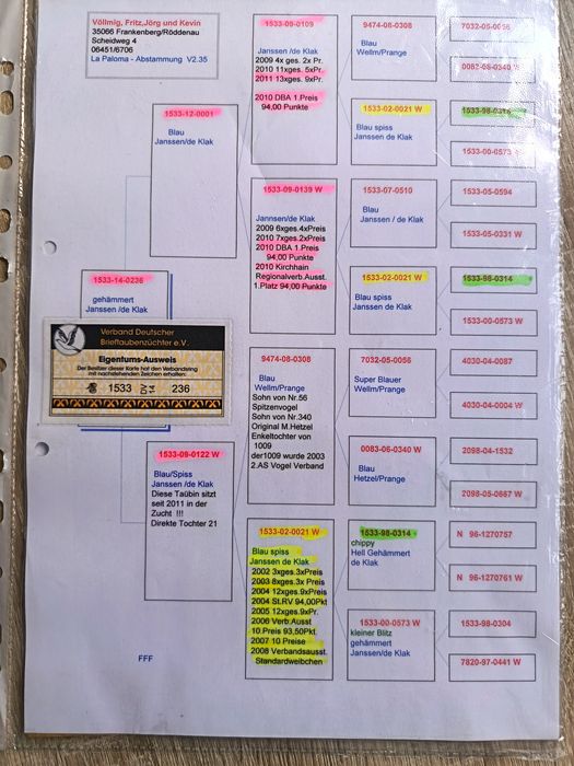 Golebie pocztowe w linii