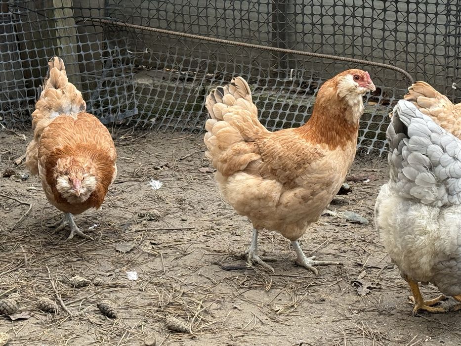 Ameraukana ogoniasta 1kogut i 3 kury z Niemiec Okazja
