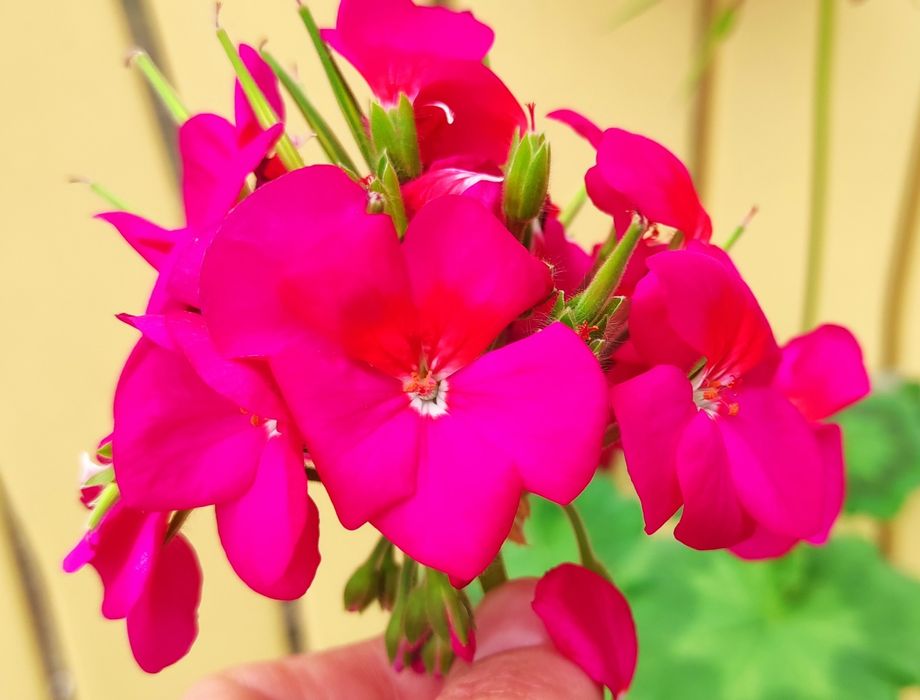 Пеларгония, герань, калачик, свеже срезанные черенки