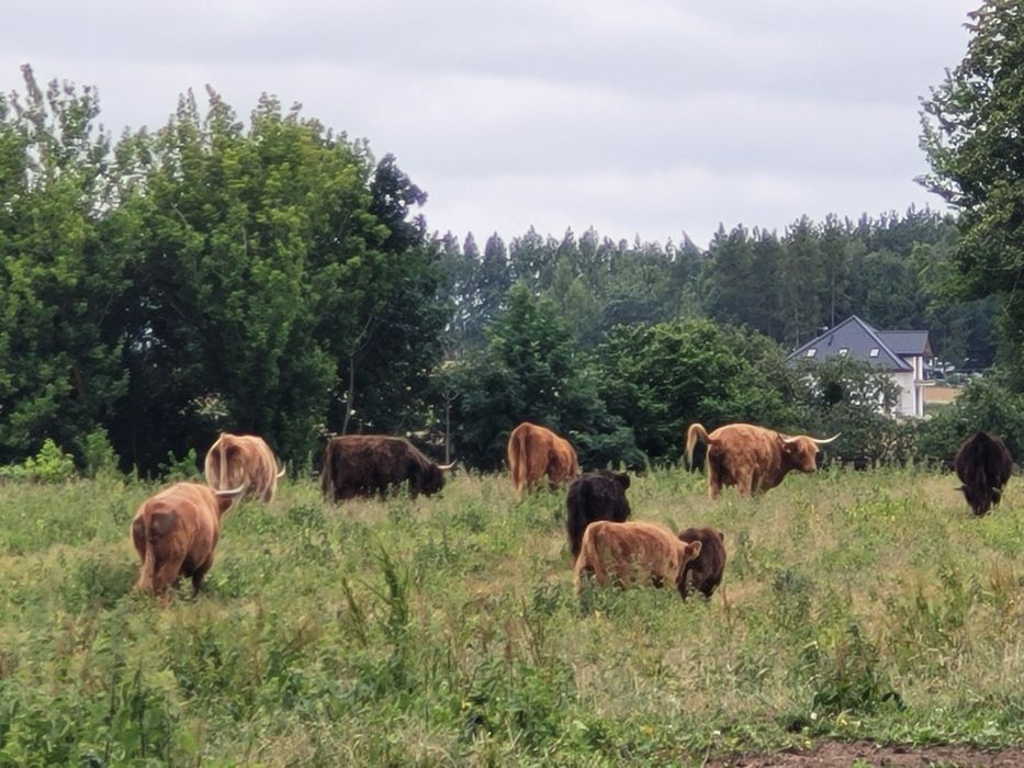 Sprzedam bydło Highland