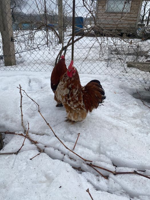 Карликові кохінхіни півні кури