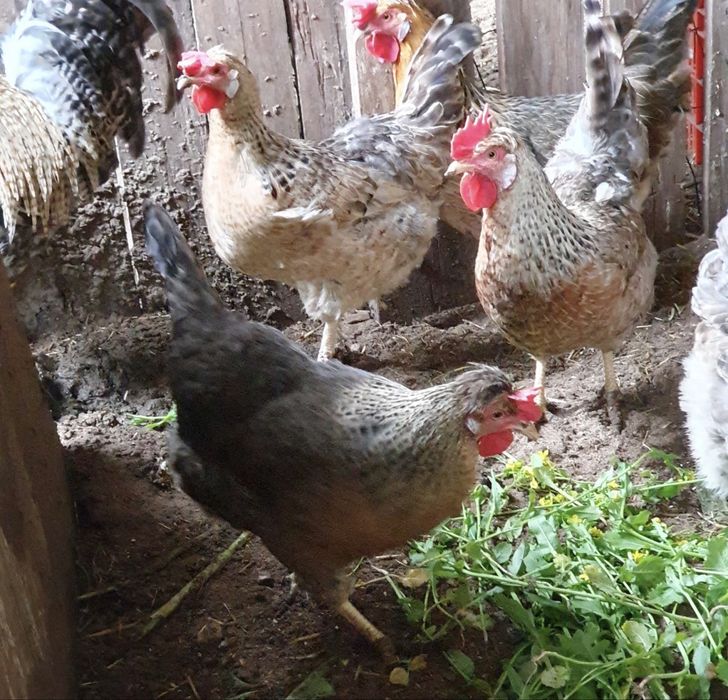 Ovos férteis para incubação e pintos de raça